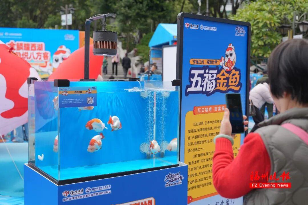 免费！福州西湖公园上新！五福金鱼来了！
