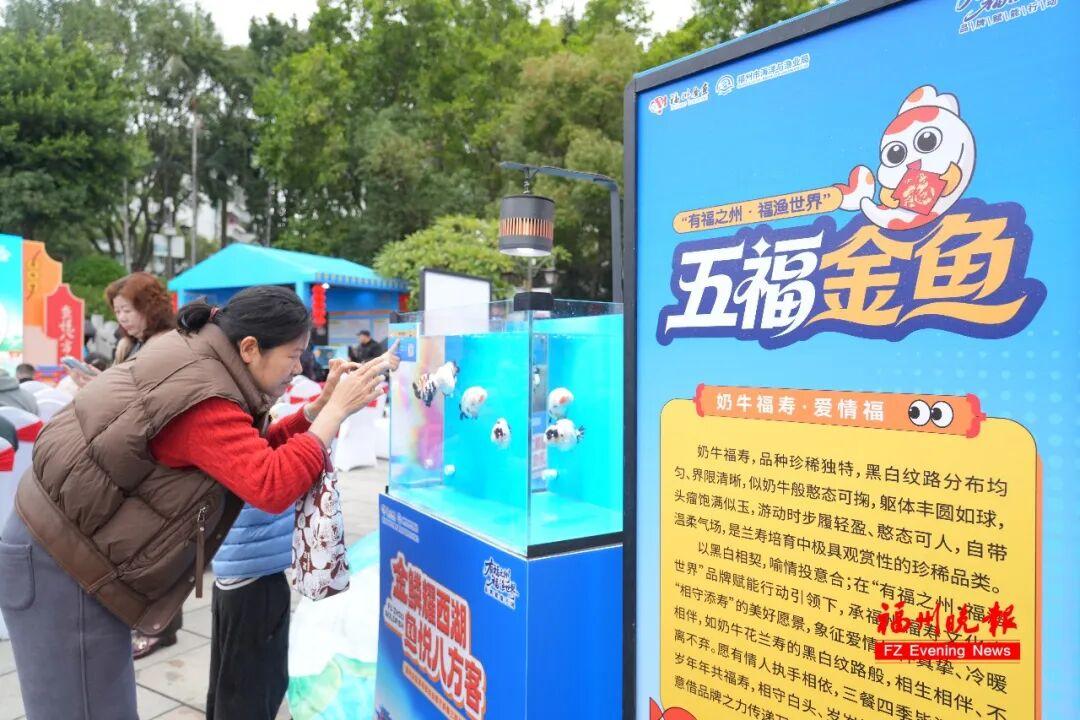 免费！福州西湖公园上新！五福金鱼来了！
