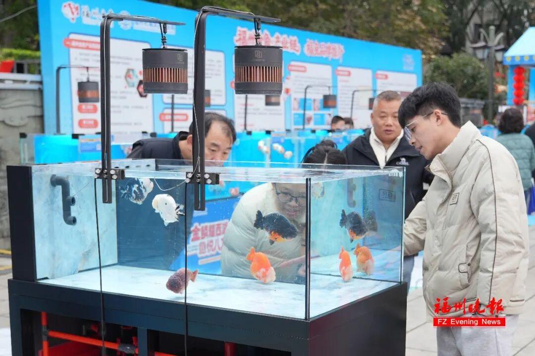 免费！福州西湖公园上新！五福金鱼来了！