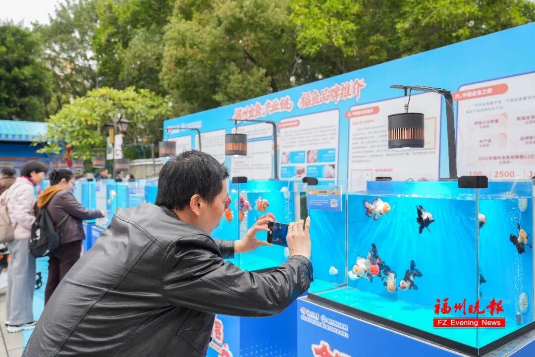 免费！福州西湖公园上新！五福金鱼来了！