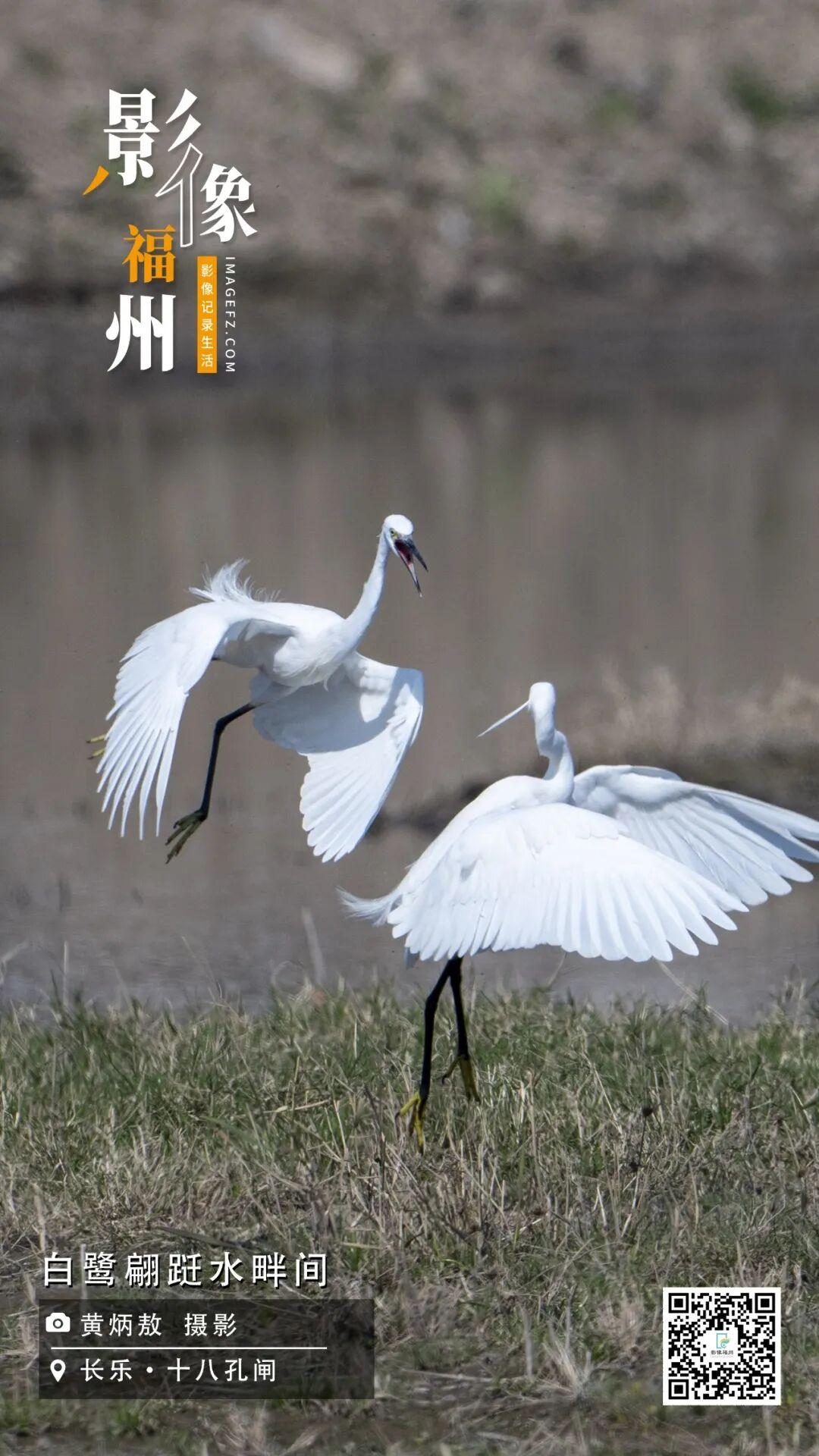 影像福州丨白鹭翩跹水畔间