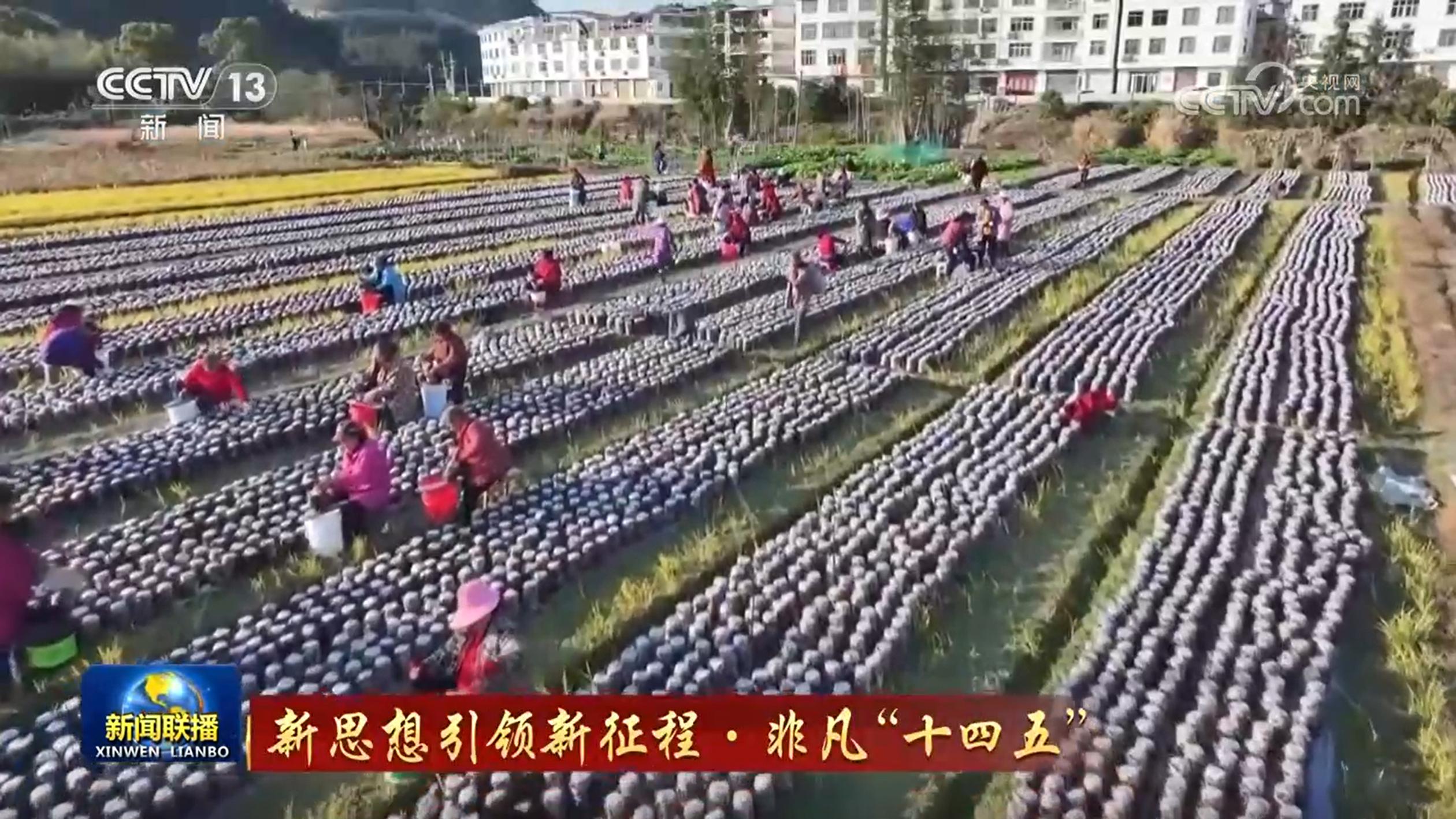 【新思想引领新征程·非凡“十四五”】持续巩固拓展脱贫攻坚成果 扎实推进乡村全面振兴