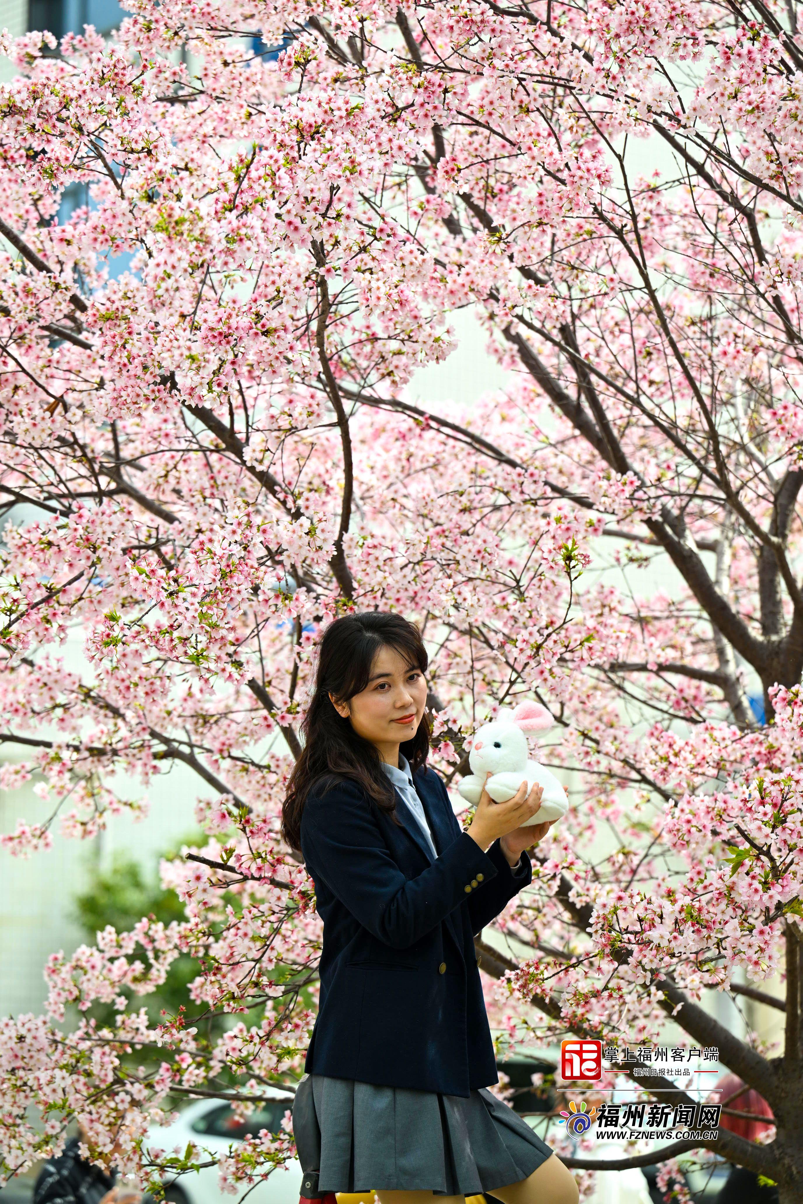 马榕粉樱浪漫上线！原产中国的本土樱花惊艳榕城