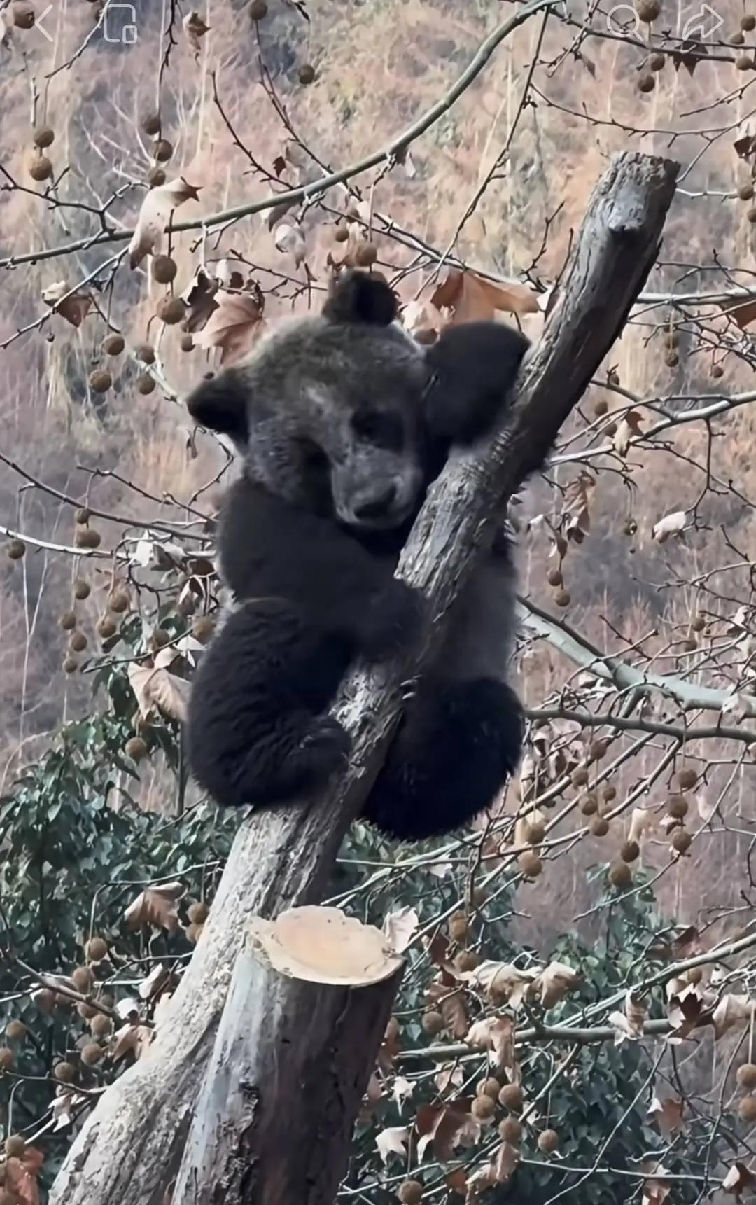 “全网最黑”大熊猫引热议