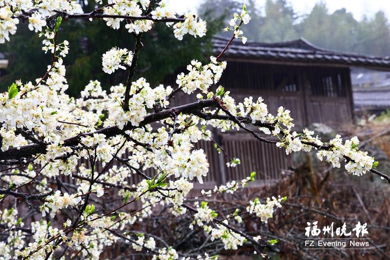 永泰盖洋乡李花盛放