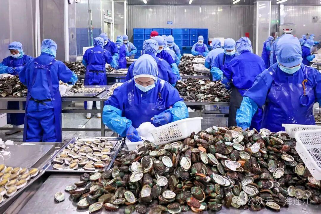 新春“开门红”，连江企业开足马力赶制“鲍”款！