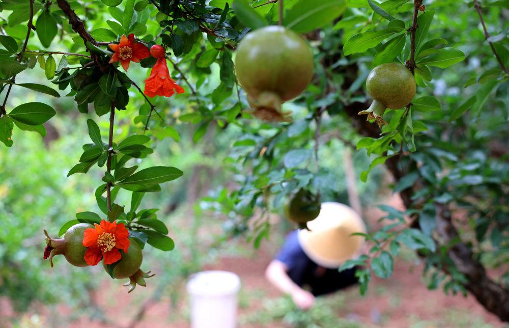 习近平总书记引领中国从脱贫攻坚迈向乡村全面振兴