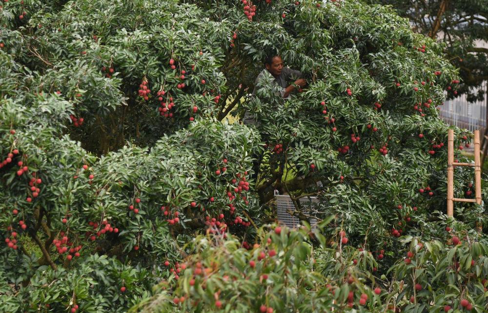 习近平总书记引领中国从脱贫攻坚迈向乡村全面振兴