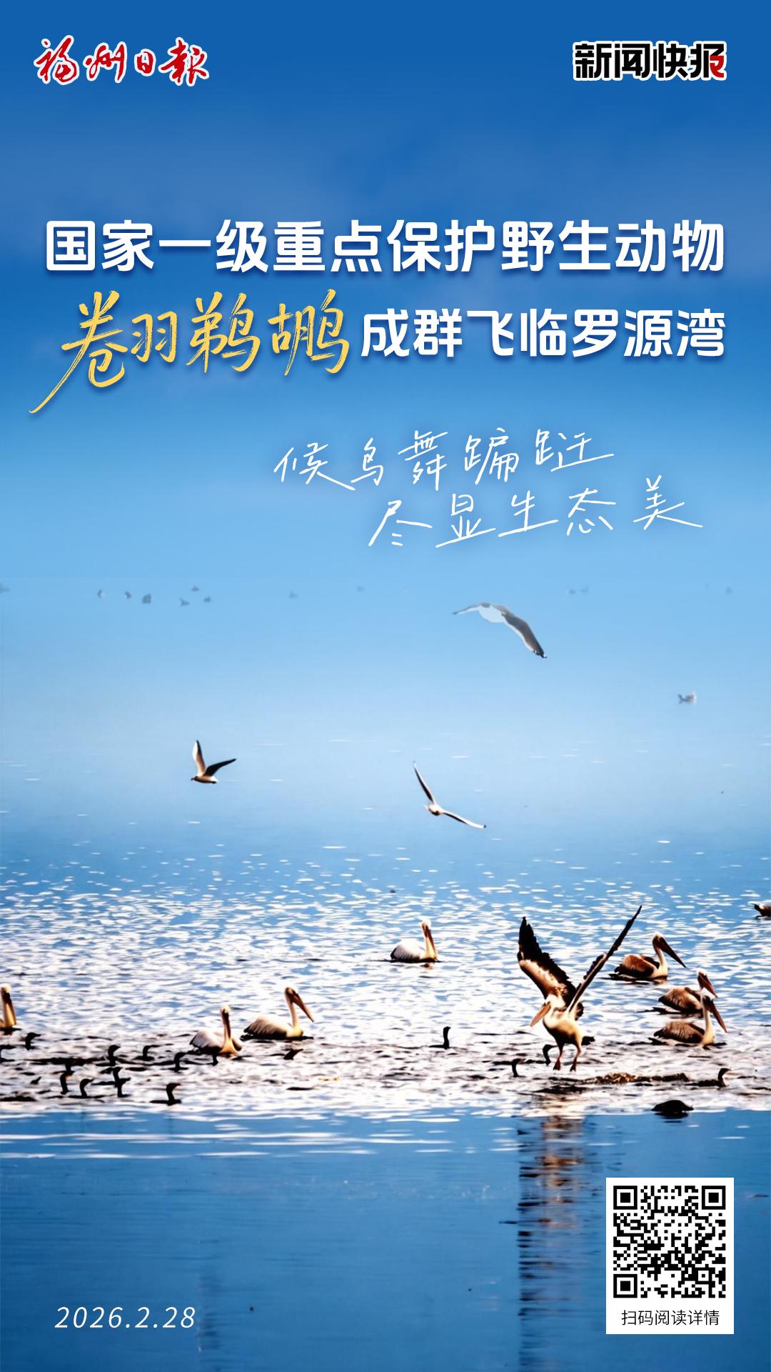 国家一级重点保护野生动物 卷羽鹈鹕成群飞临罗源湾