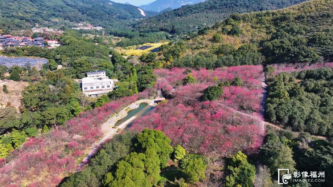 福州的春天，是樱花味的~