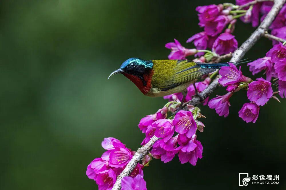 福州的春天，是樱花味的~
