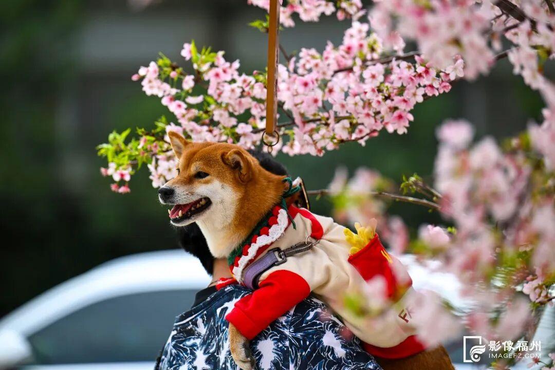福州的春天，是樱花味的~