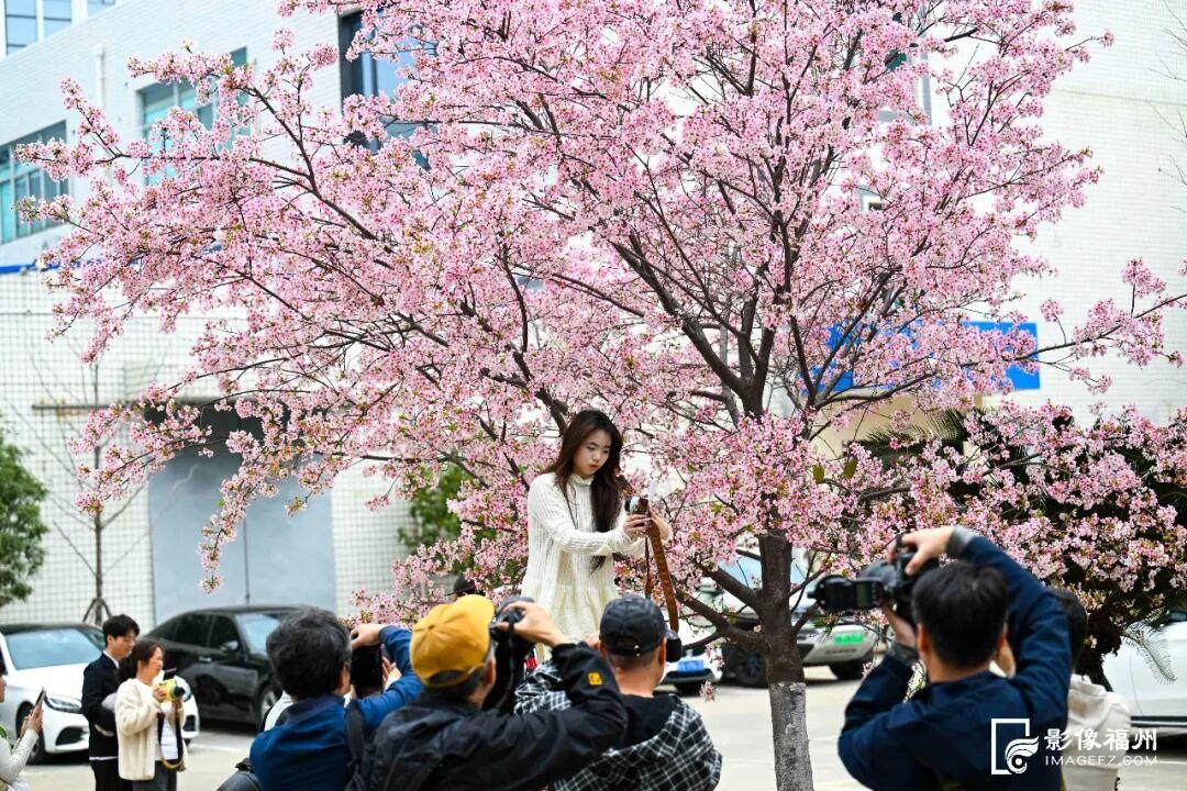 福州的春天，是樱花味的~