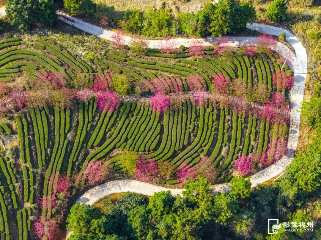 福州的春天，是樱花味的~