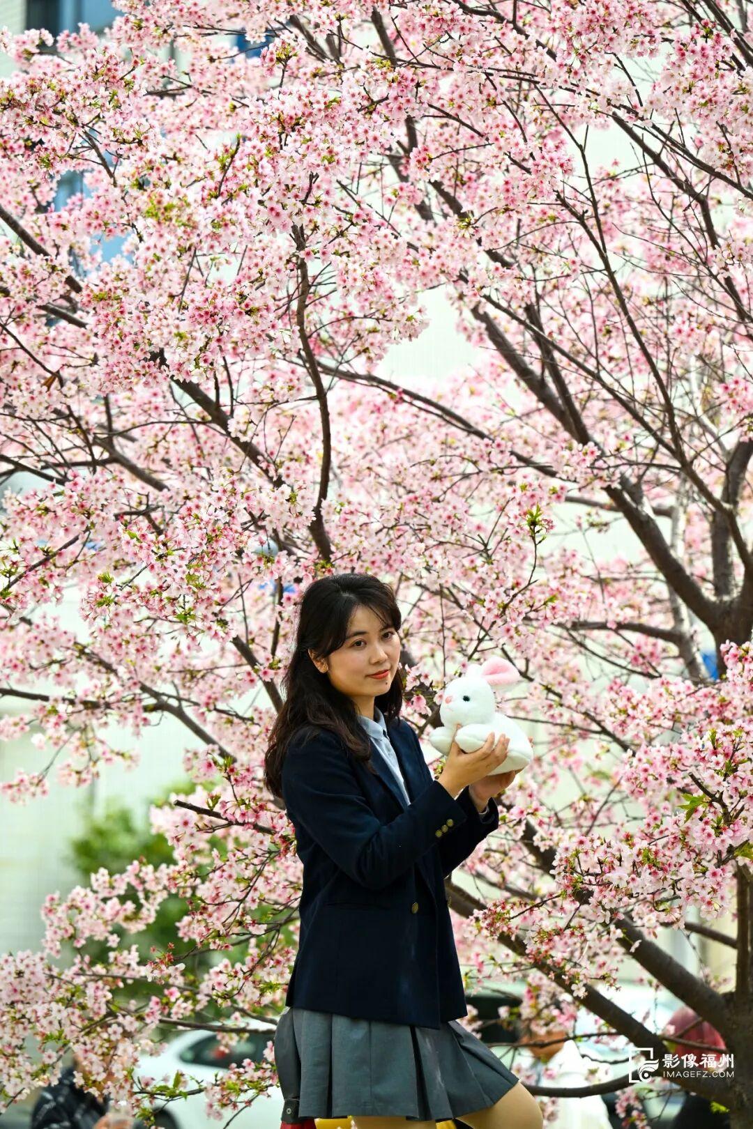 福州的春天，是樱花味的~