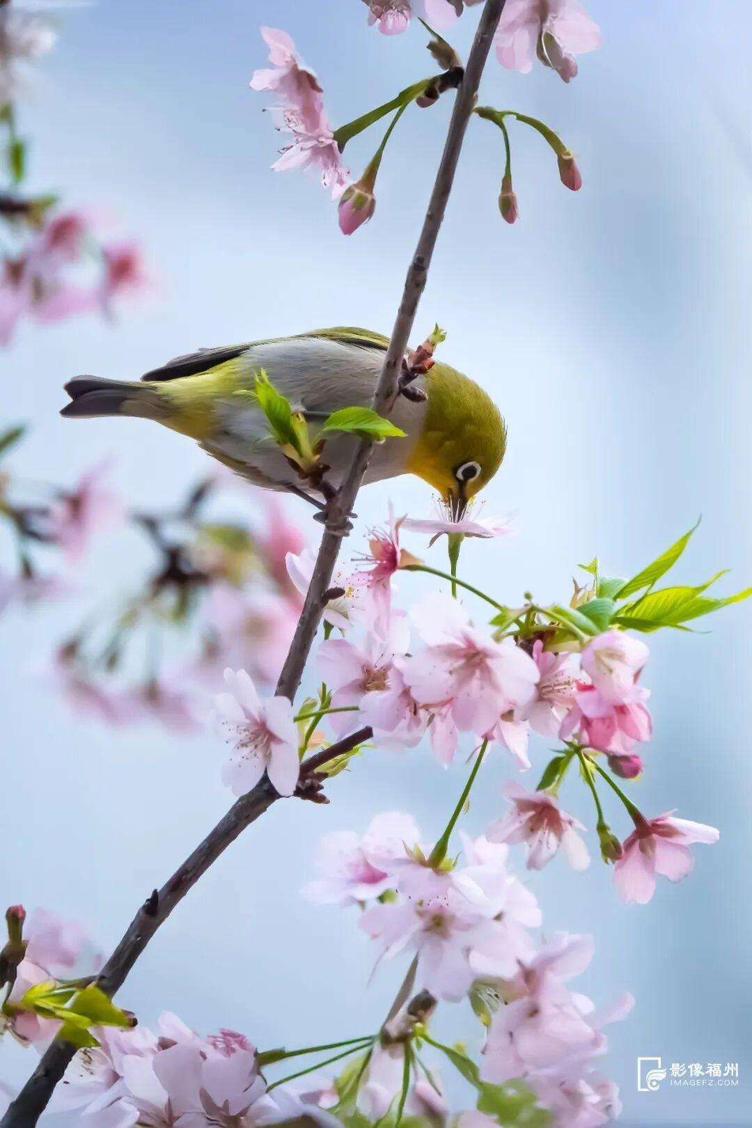 福州的春天，是樱花味的~