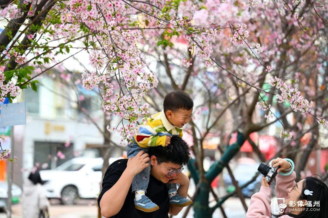 福州的春天，是樱花味的~