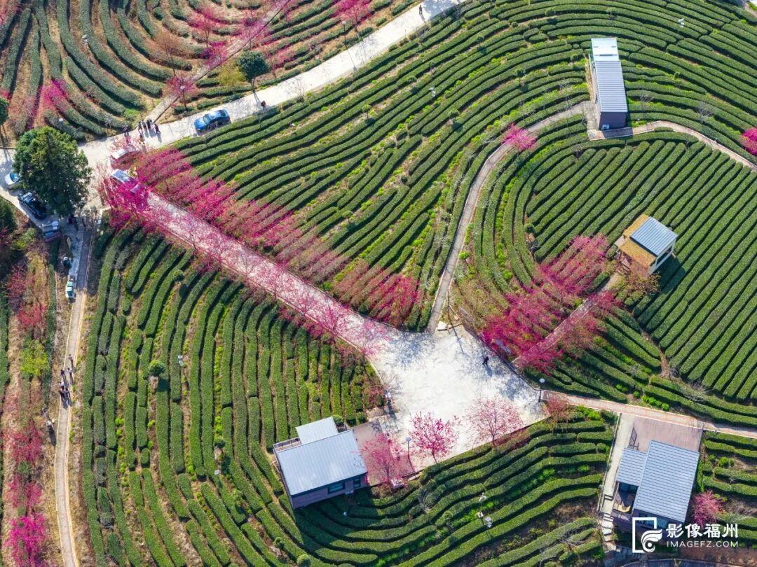 福州的春天，是樱花味的~