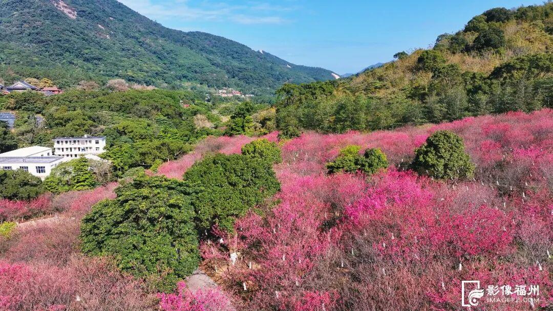 福州的春天，是樱花味的~