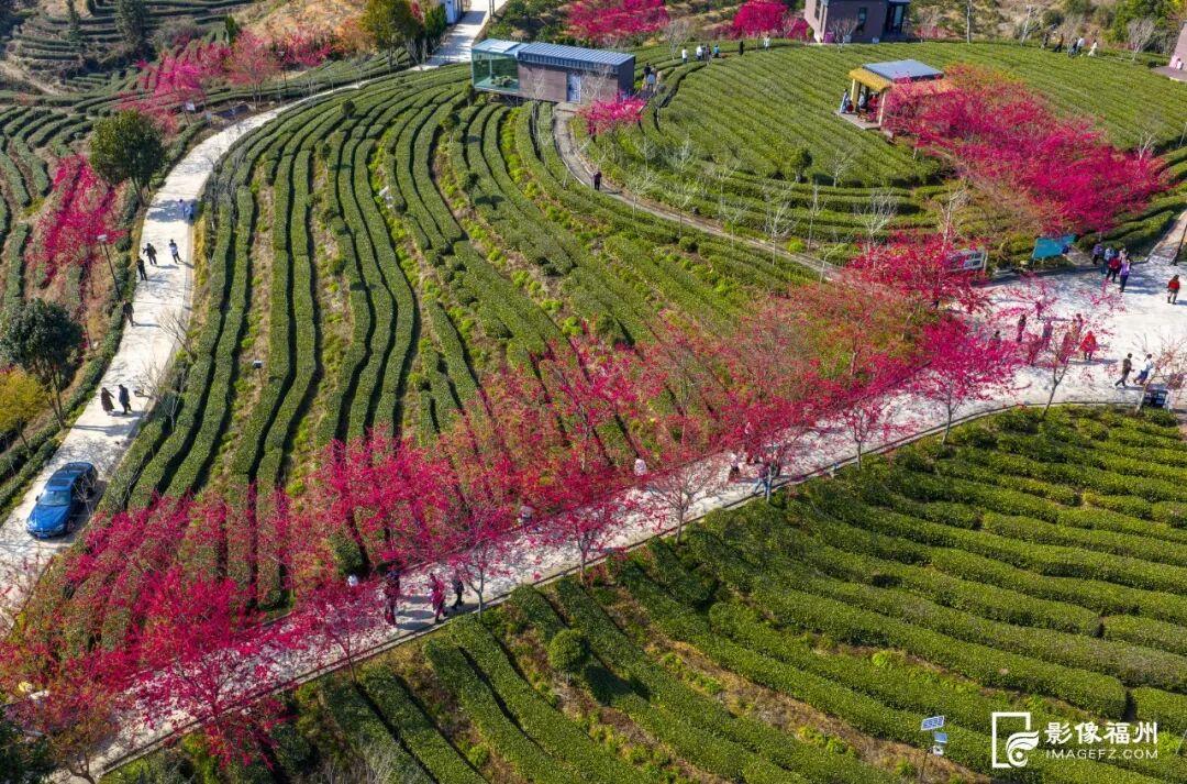 福州的春天，是樱花味的~