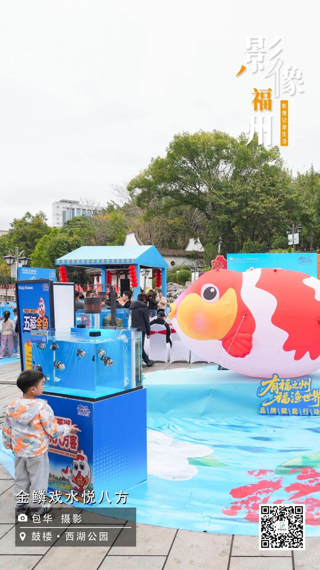影像福州丨金鳞戏水悦八方