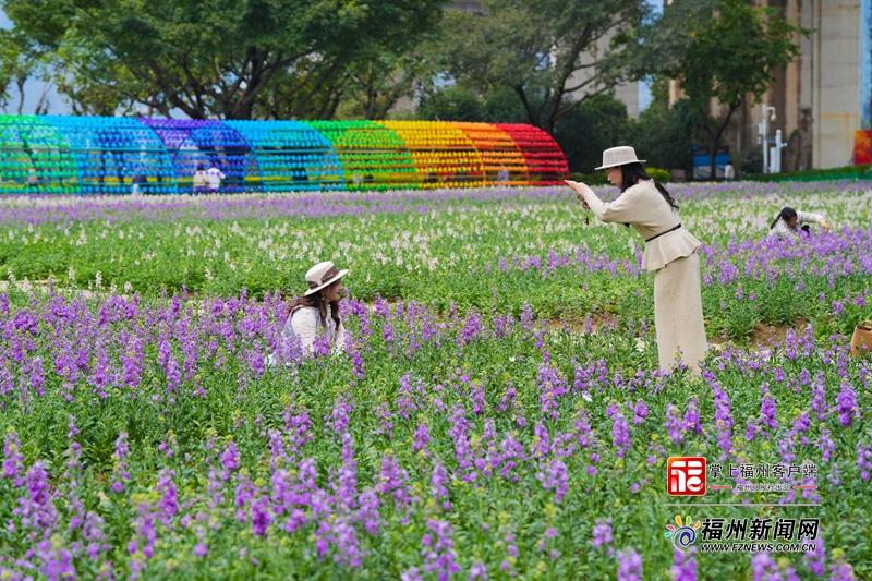 15000平方米！福州首片紫罗兰花海盛花迎元宵