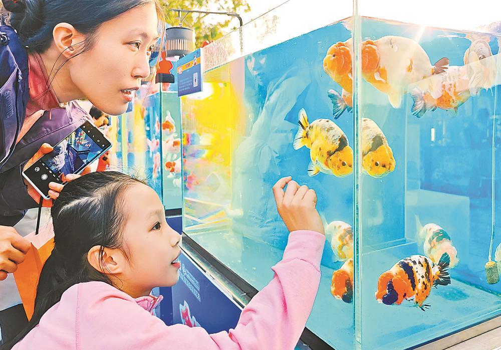 福州：五福金鱼 新春添福