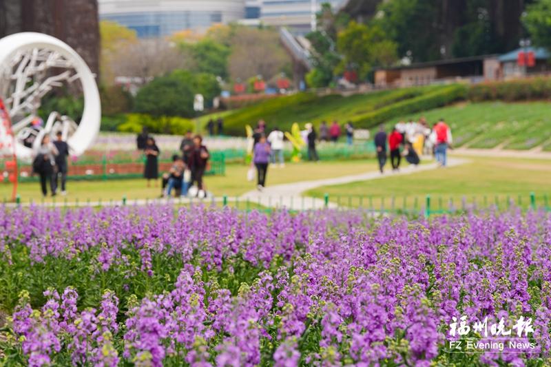花海公园1.5万平方米紫罗兰盛放