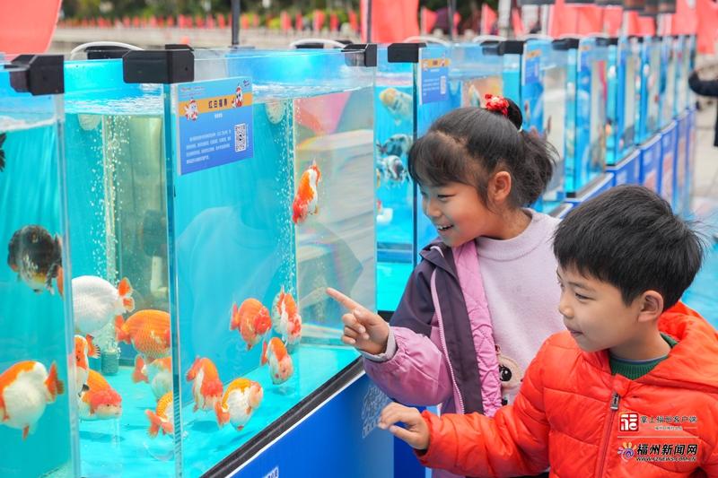 从新春“三部曲”看福州金鱼新动向