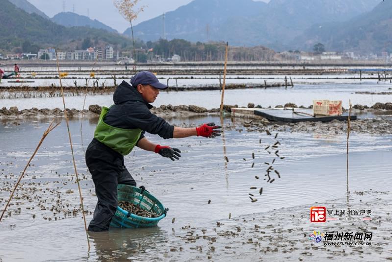 连江“缢蛏之乡”奏响海上春耕曲