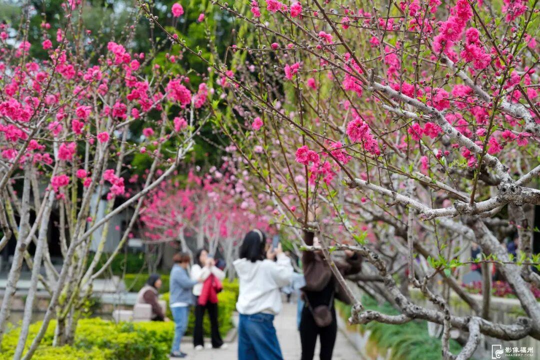 3月，赏花才是春日大事！