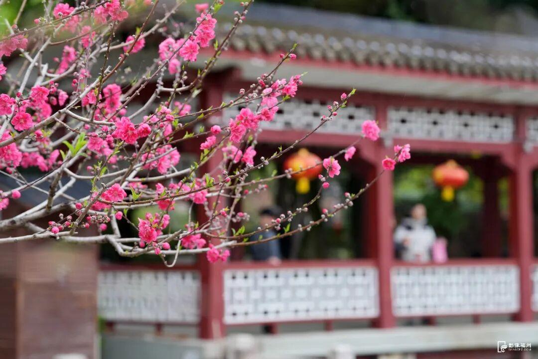 3月，赏花才是春日大事！