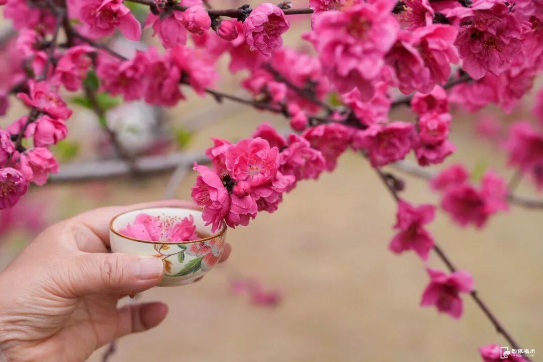 3月，赏花才是春日大事！