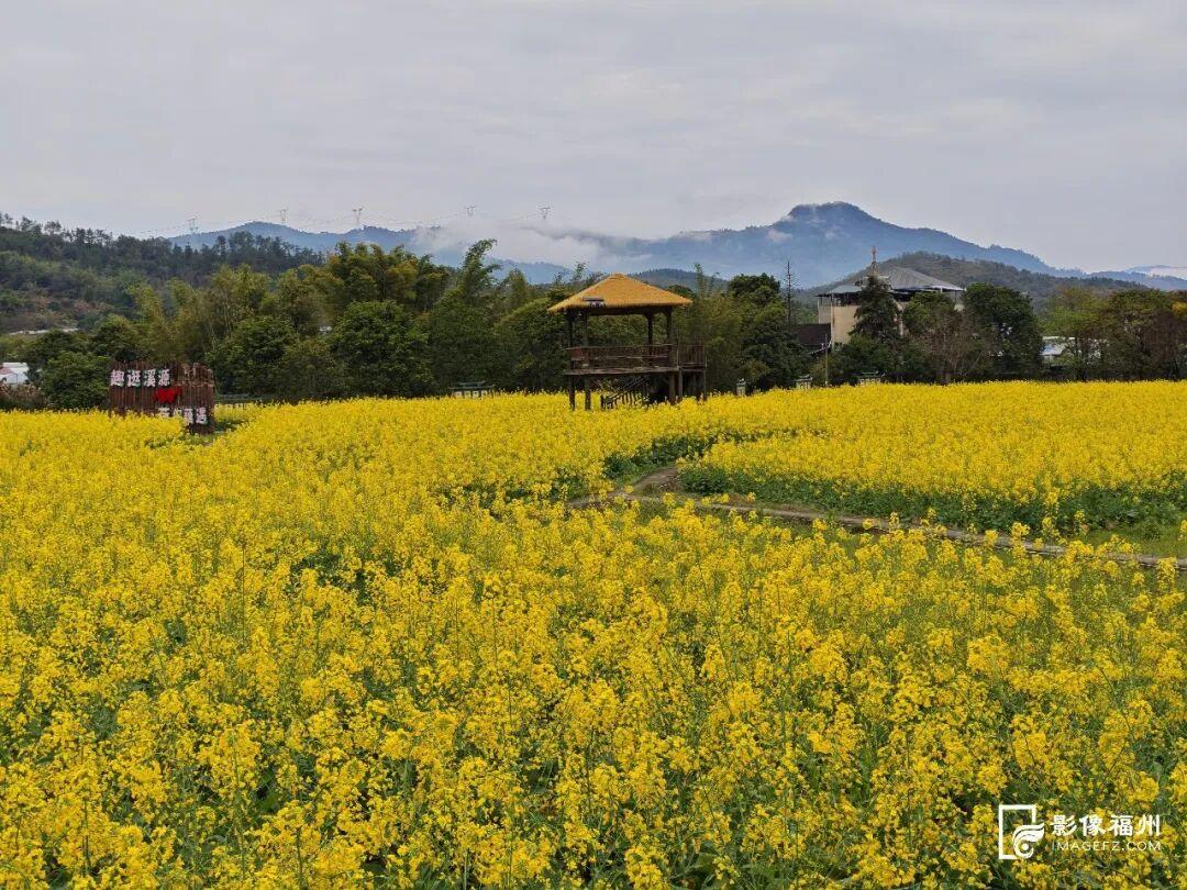 3月，赏花才是春日大事！
