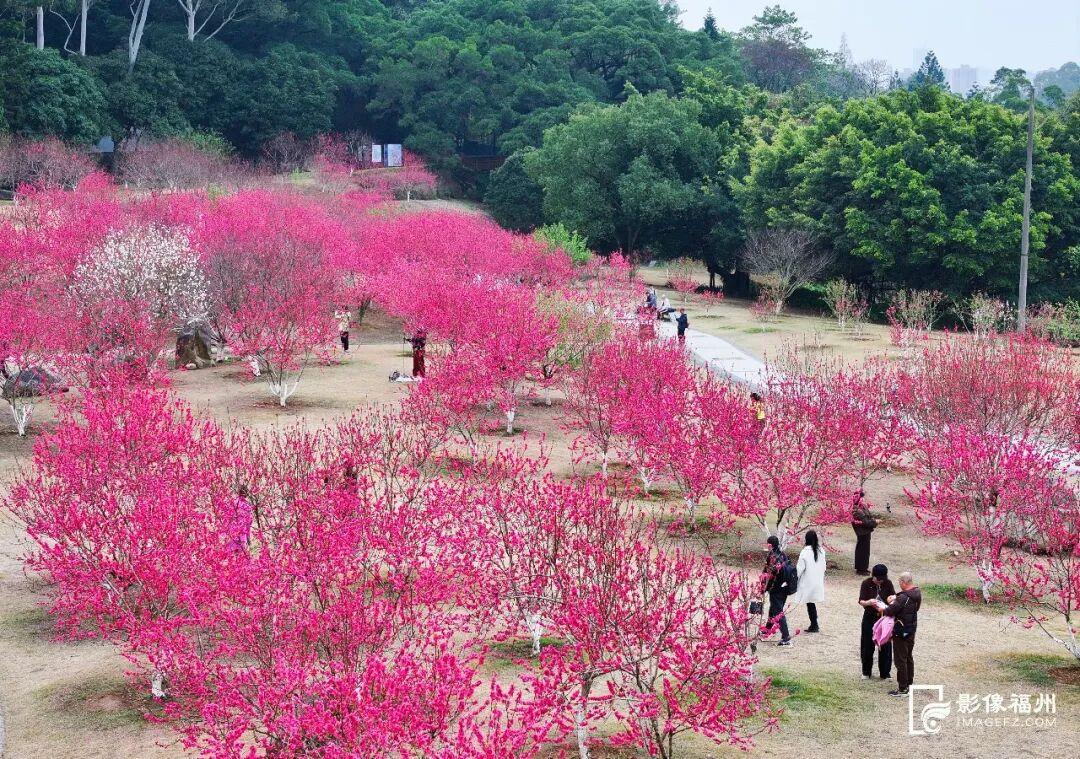 3月，赏花才是春日大事！