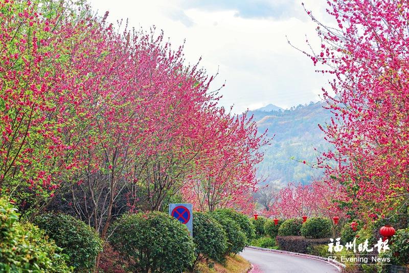 连江新添两处赏花点