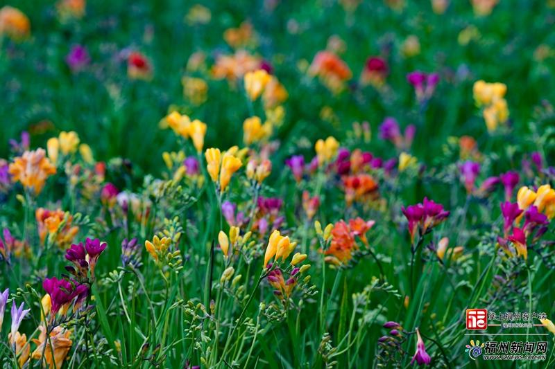 26个品种亮相！福州小苍兰花田将进入盛花期