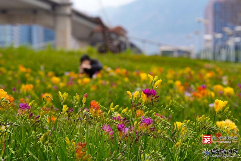 26个品种亮相！福州小苍兰花田将进入盛花期