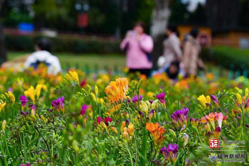 26个品种亮相！福州小苍兰花田将进入盛花期