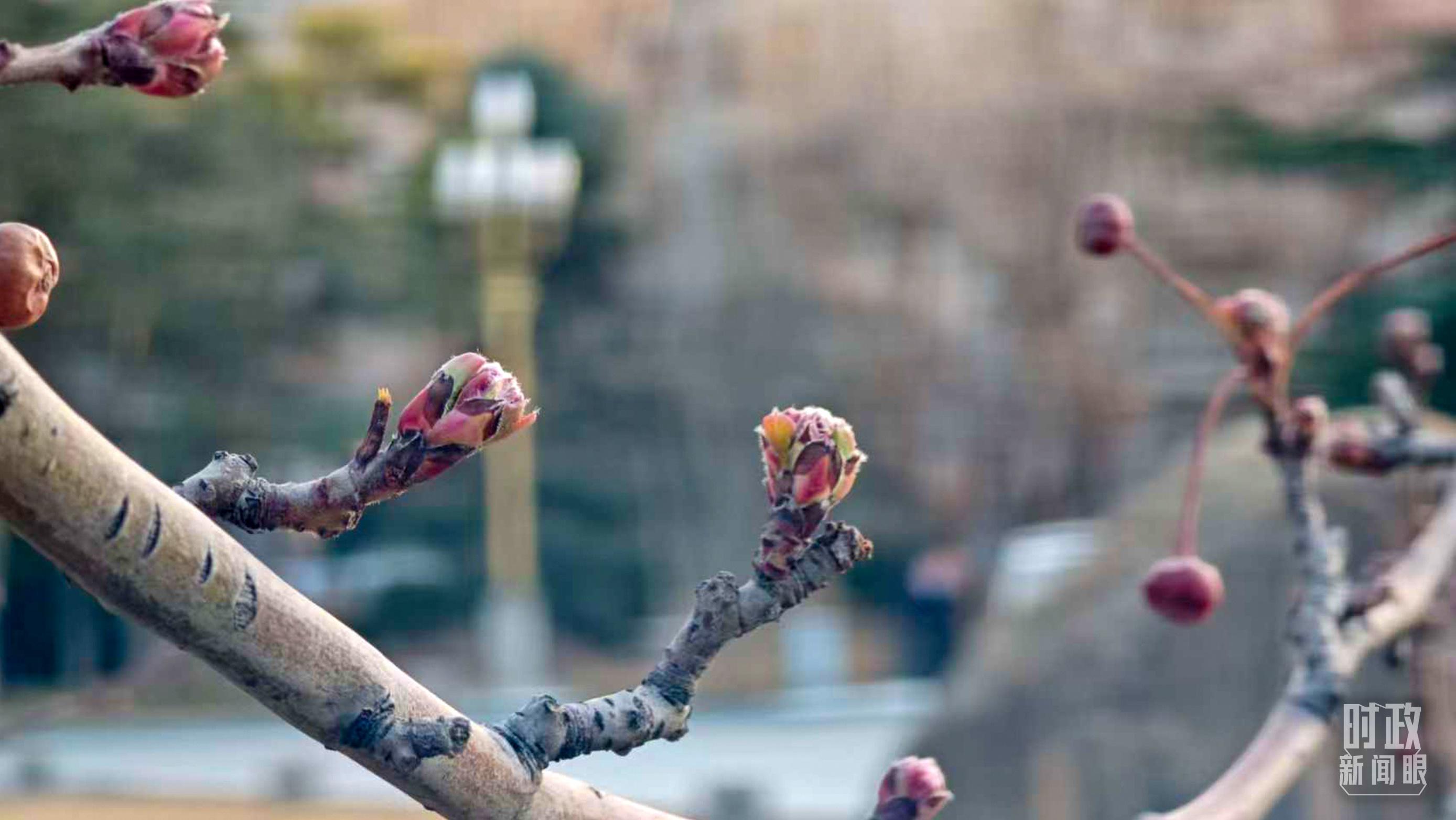 时政新闻眼丨聚焦建设健康中国，习近平在政协联组会上强调了这些重点