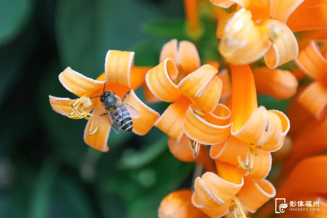 “颜值”变“产值” ！福州赏花打卡点上新