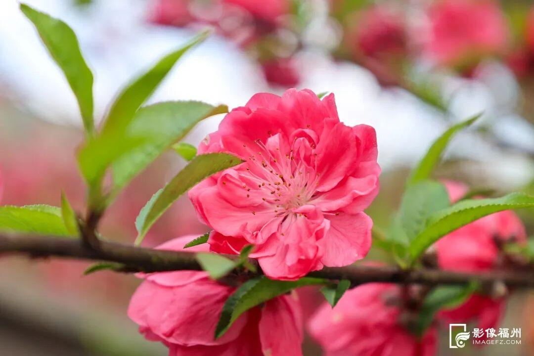 “颜值”变“产值” ！福州赏花打卡点上新