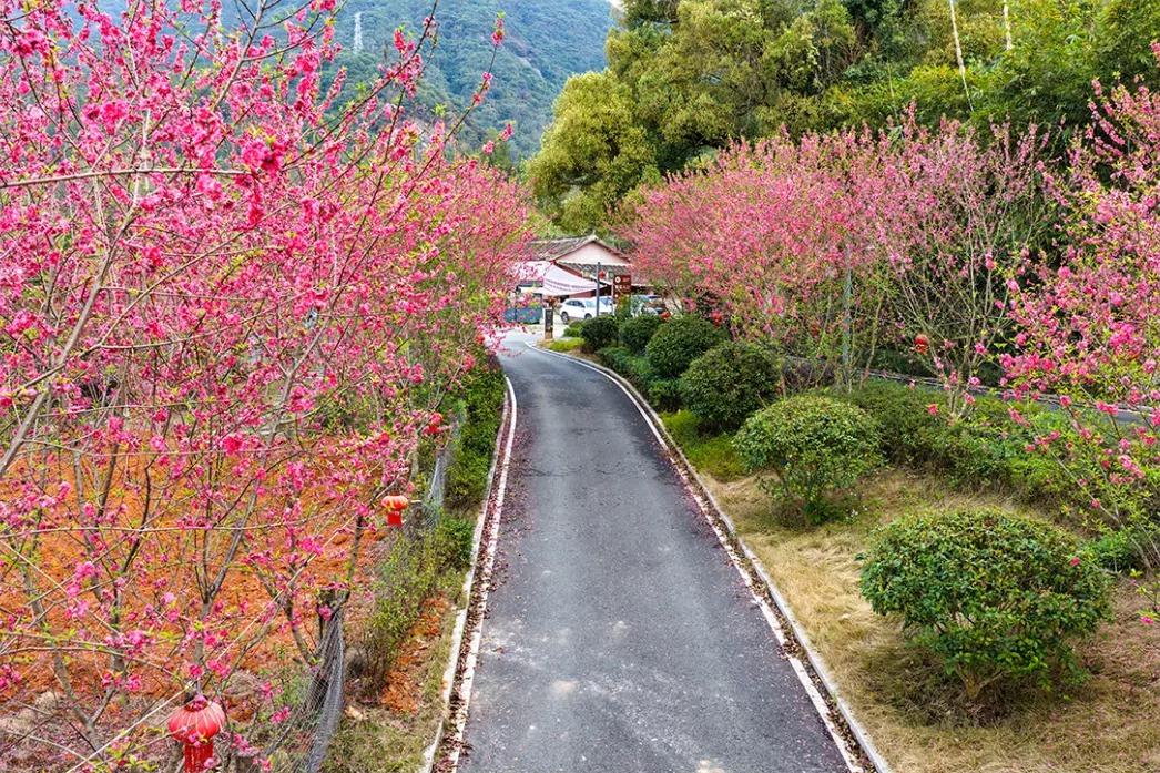 “颜值”变“产值” ！福州赏花打卡点上新