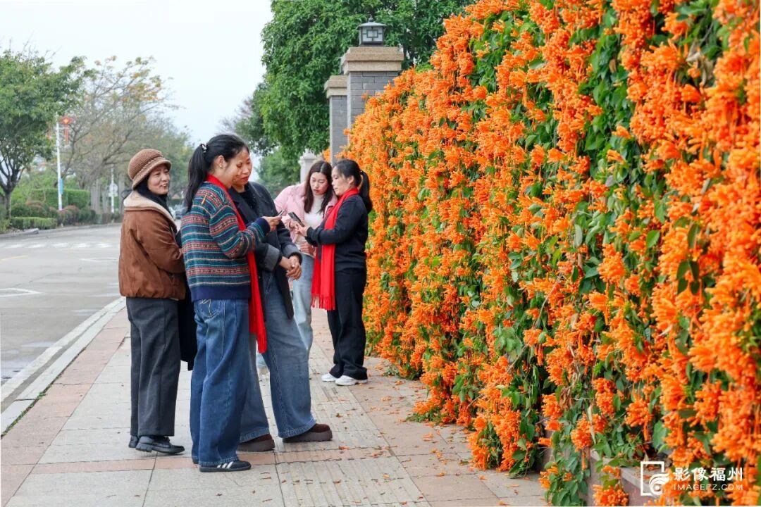 “颜值”变“产值” ！福州赏花打卡点上新
