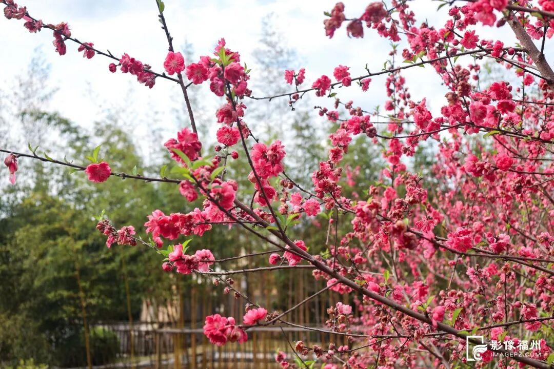 “颜值”变“产值” ！福州赏花打卡点上新