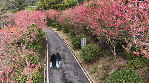 “颜值”变“产值” ！福州赏花打卡点上新