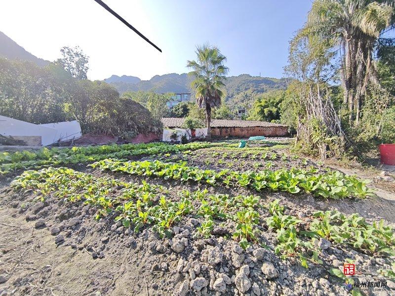 新消费｜福州“共享菜园”走红！年轻人爱上“租地种菜”