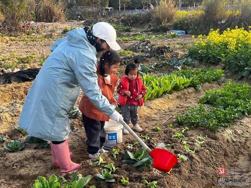 新消费｜福州“共享菜园”走红！年轻人爱上“租地种菜”