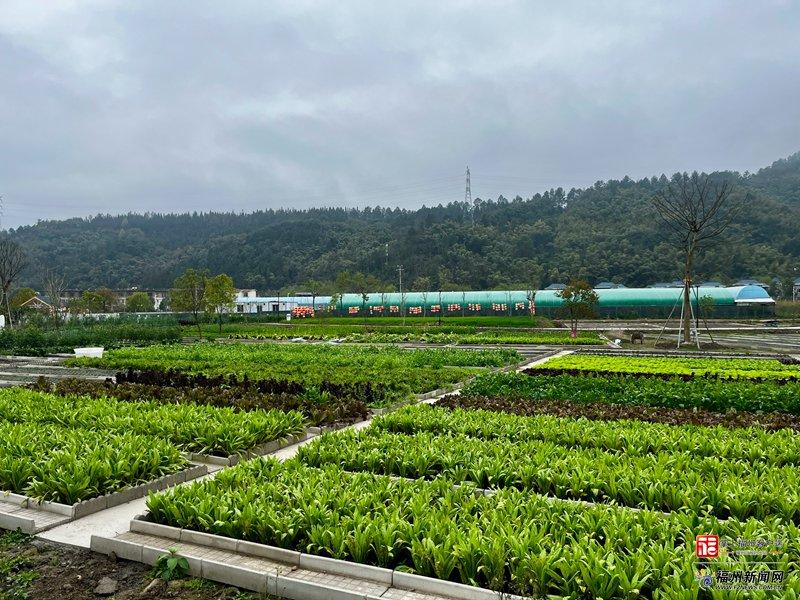 新消费｜福州“共享菜园”走红！年轻人爱上“租地种菜”