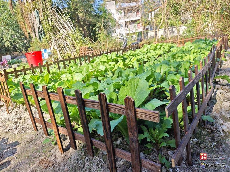 新消费｜福州“共享菜园”走红！年轻人爱上“租地种菜”